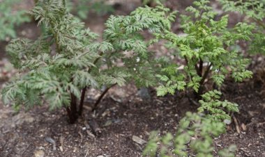 Cây khương hoạt (Notopterygium incisium Ting Mss.)