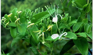 KIM NGÂN HOA (Flos Lonicerae)