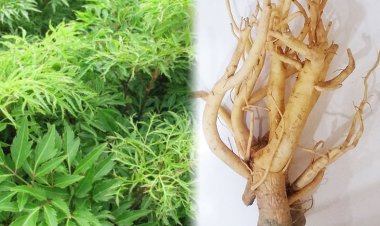 Vì sao đinh lăng được ví như "nhân sâm của người nghèo"?