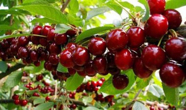 Vị thuốc quý từ hoa quả: Loại quả nhỏ xinh ngăn ngừa tiểu đường, giúp ngủ ngon