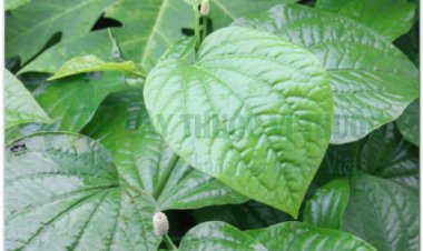 LÁ LỐT (Herba Piperis lolot)