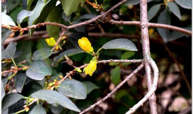 LIÊN KIỀU (Fructus Forsythiae)