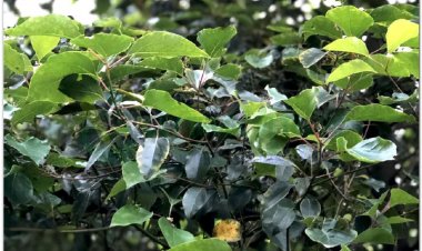 LONG NÃO (Lignum et Folium Cinnamomi camphorae)