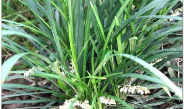 MẠCH MÔN (Radix Ophiopogonis japonici)