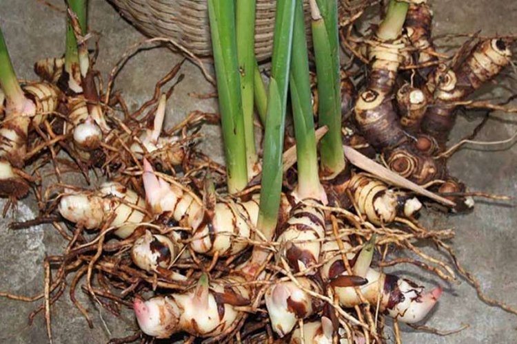 Tác dụng chữa bệnh của củ riềng có thể bạn chưa biết - Cây Thuốc Vị Thuốc
