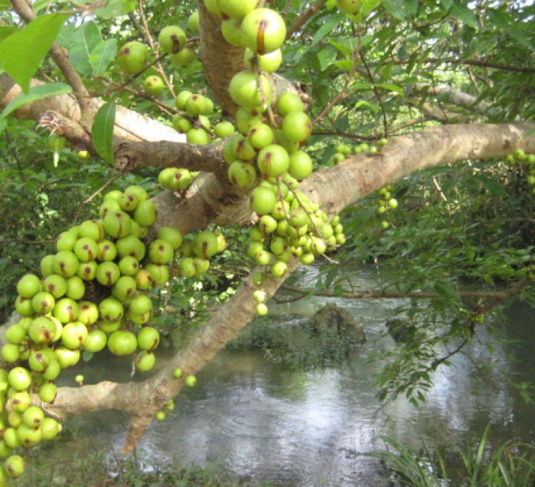 Loại quả đầy bờ ao quê: Trước rụng bỏ đi, nay gom bán giá đắt đỏ