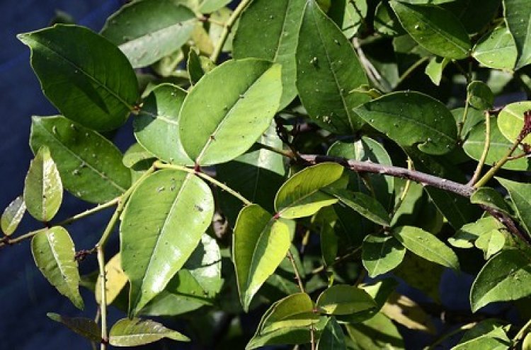 Xuyên tiêu (Zanthoxylum nitidum (Roxb.) DC)