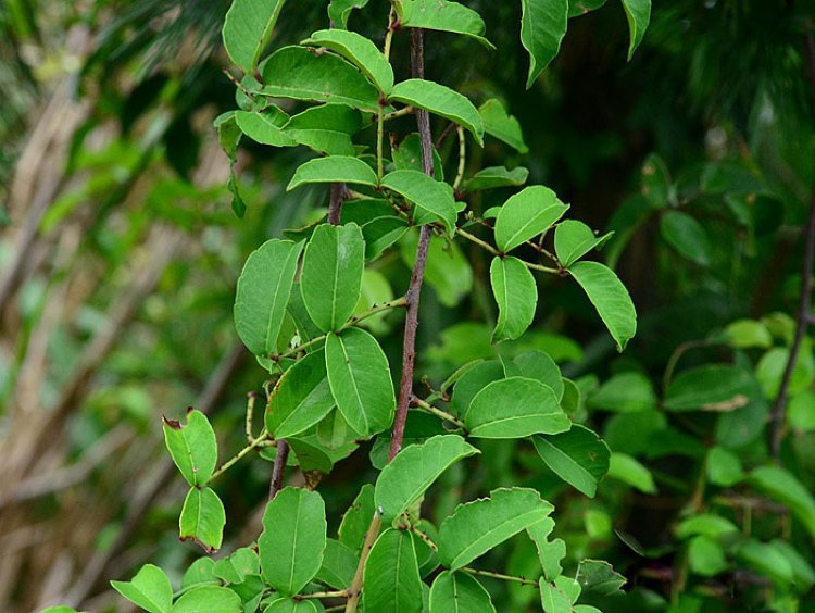 Xuyên tiêu (Zanthoxylum nitidum (Roxb.) DC)