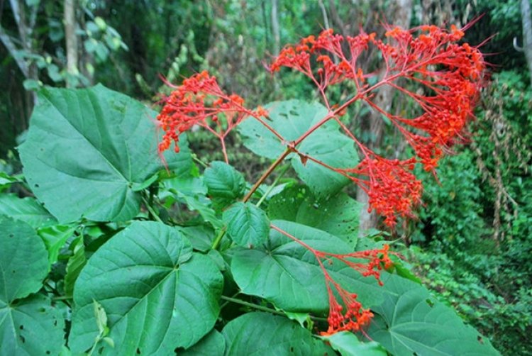 Xích đồng nam (Clerodendrum Squamatum Vahl)