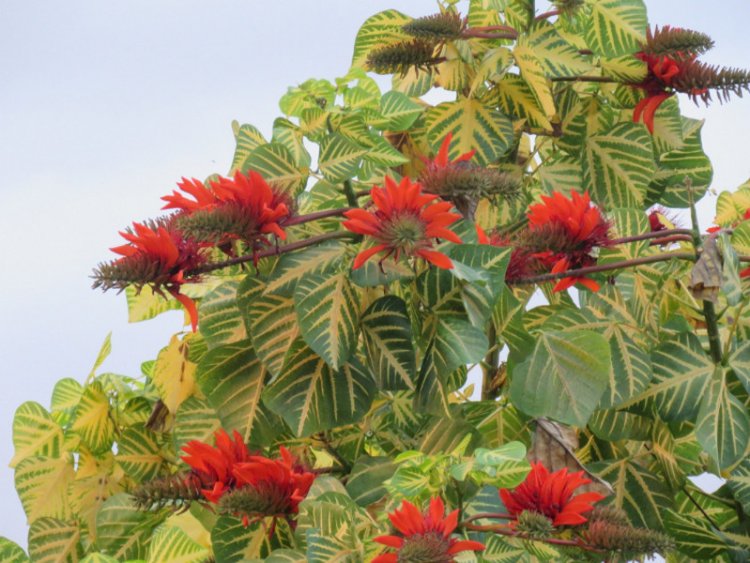 Vông nem (Erythrina variegata L. var Orientalis (L.) Merr)