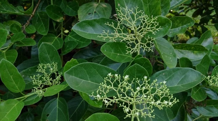 Vọng cách (Premna integrifolia Roxb)