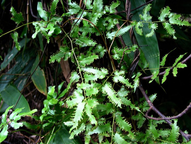 Bòng bong (Lygodium flexuosum)