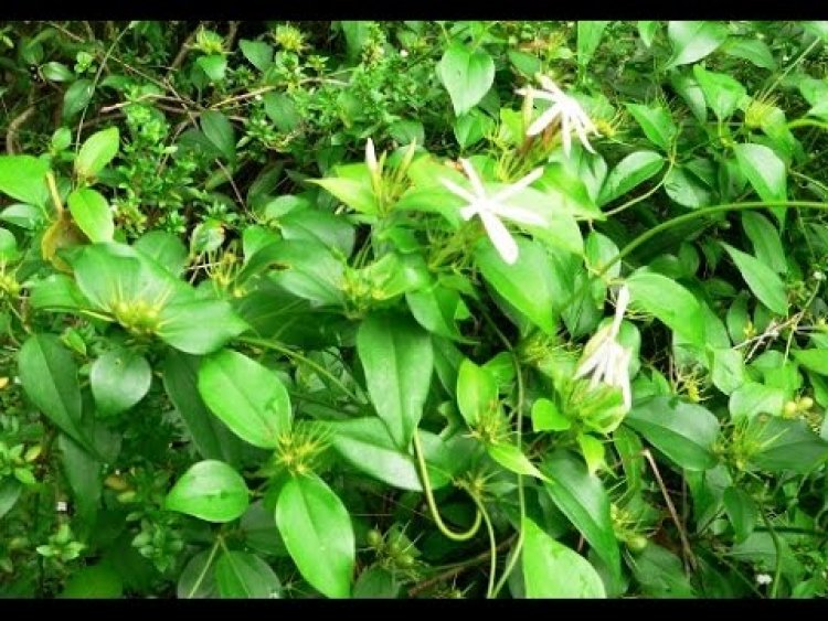 Vằng (Jasminum subtriplinerve Blume)