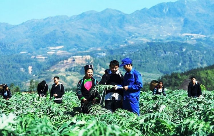 Đánh giá khả năng phát triển các loài cây thuốc tại Huyện Sa Pa –Tỉnh Lào Cai