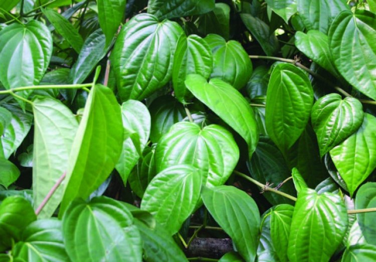 Trầu không (Piper betle L)