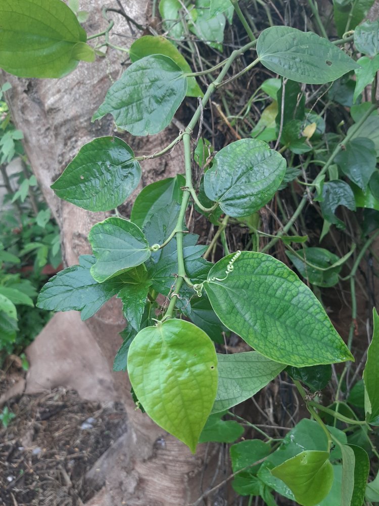 Trầu không (Piper betle L)