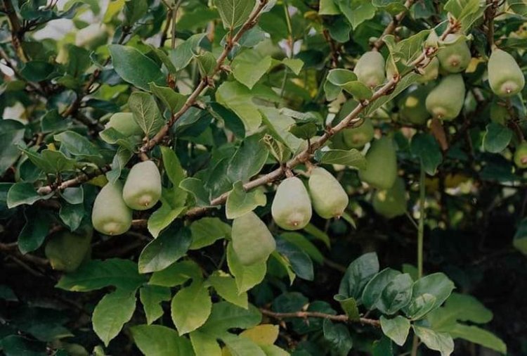 Trâu cổ (Ficus pumila L)