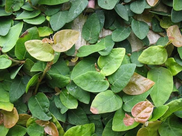 Trâu cổ (Ficus pumila L)