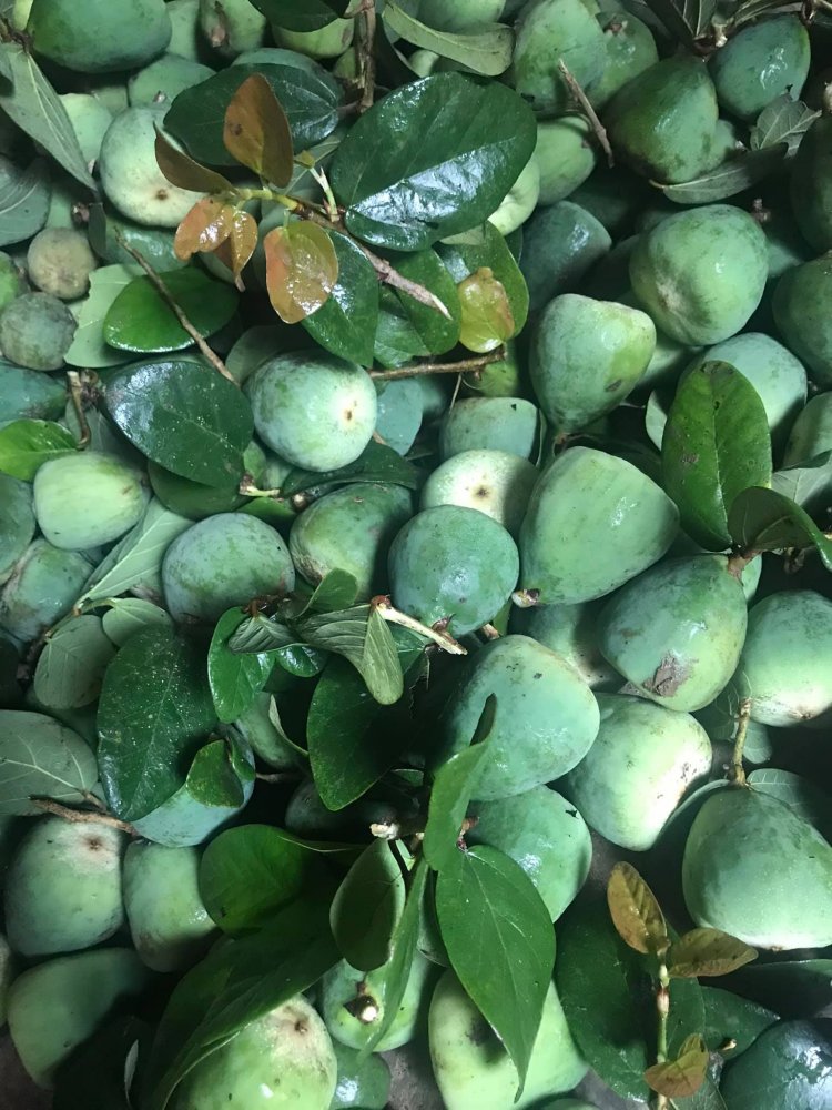 Trâu cổ (Ficus pumila L)