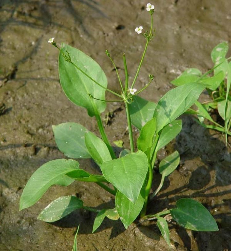 Trạch tả (Alisma plantago-aquatica L)