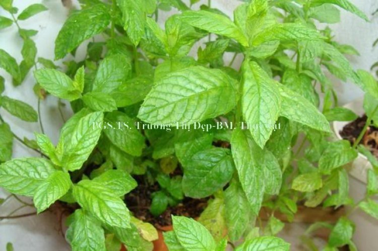 Cây Bạc Hà - Mentha arvensis L