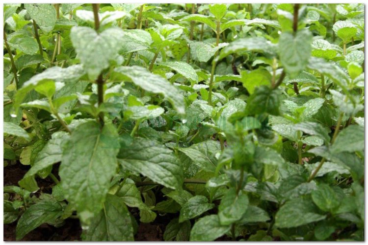 Bạc hà (Mentha arvensis L, Herba Menthae)