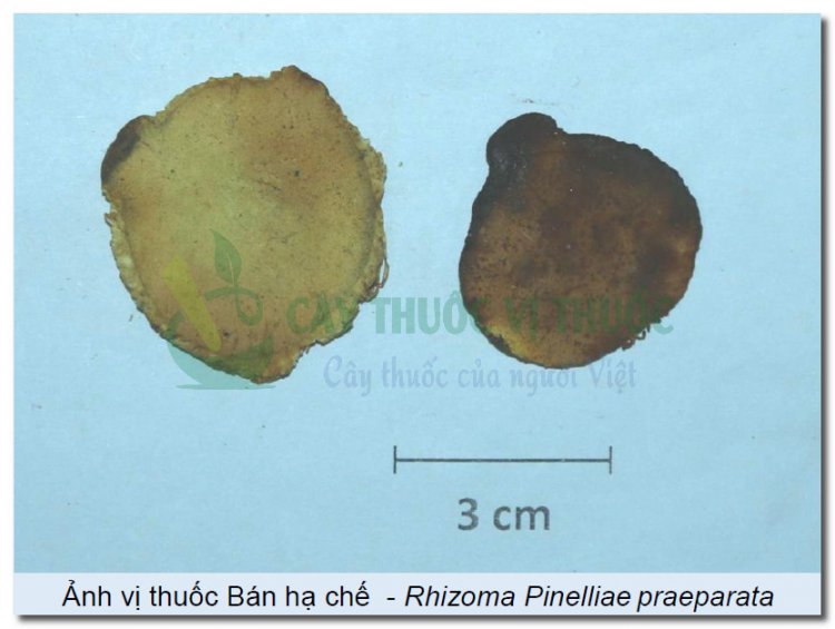 Ảnh vị thuốc Bán hạ chế - Rhizoma Pinelliae praeparata