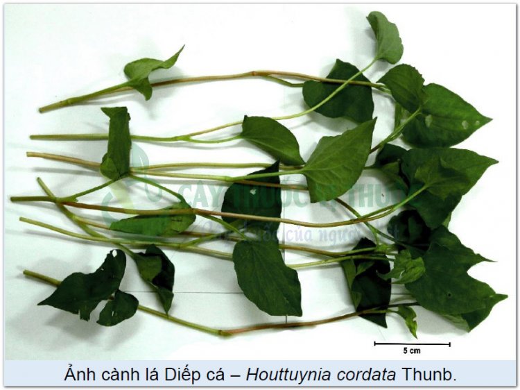 Ảnh cành lá Diếp cá – Houttuynia cordata Thunb.