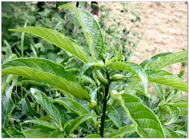 ĐẠI THANH DIỆP (Folium Clerodendri cyrtophylli)