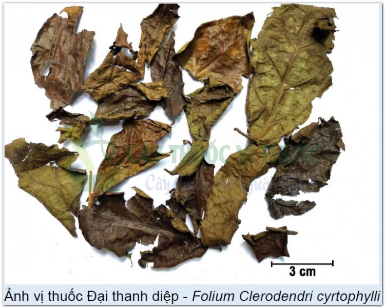 Ảnh vị thuốc Đại thanh diệp - Folium Clerodendri cyrtophylli