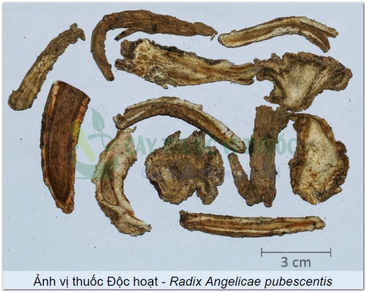 Ảnh vị thuốc Độc hoạt - Radix Angelicae pubescentis