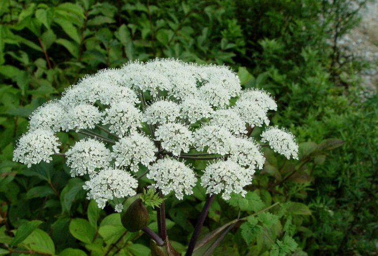 ĐƯƠNG QUY - Angelica Sinensis (Oliv.) Diels