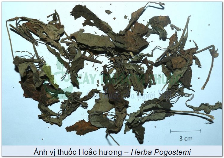 Ảnh vị thuốc Hoắc hương – Herba Pogostemi