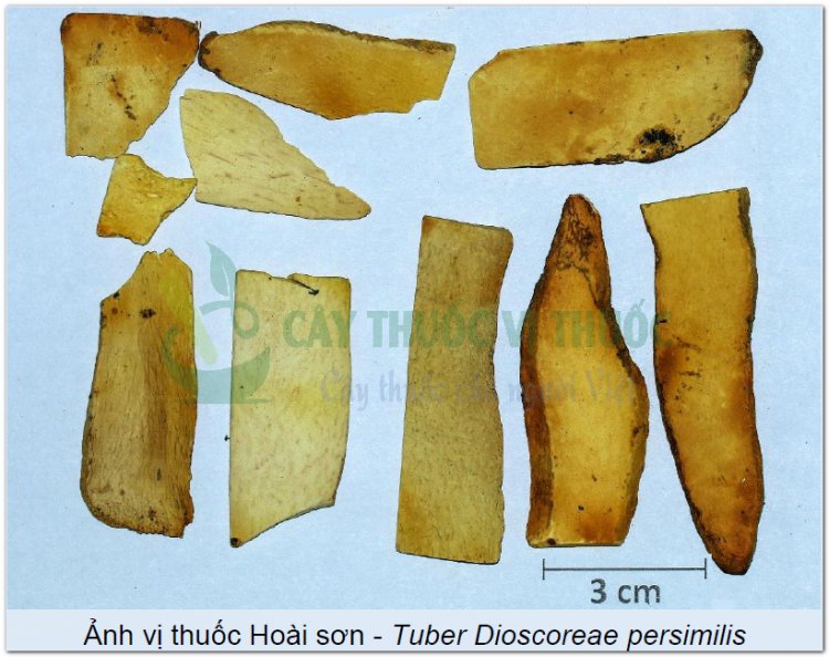 Ảnh vị thuốc Hoài sơn - Tuber Dioscoreae persimilis