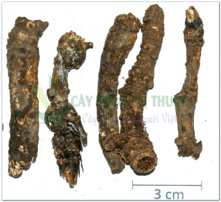 KHƯƠNG HOẠT (Rhizoma et Radix Notopterygii)