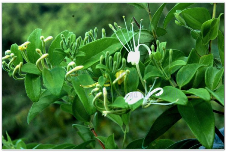 KIM NGÂN HOA (Flos Lonicerae)