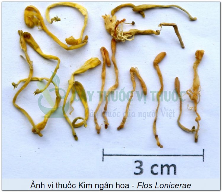 Ảnh vị thuốc Kim ngân hoa - Flos Lonicerae