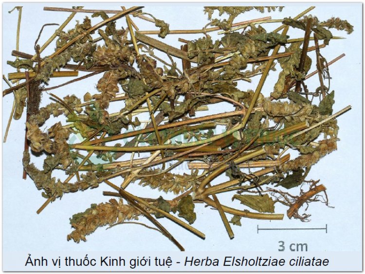 Ảnh vị thuốc Kinh giới tuệ - Herba Elsholtziae ciliatae