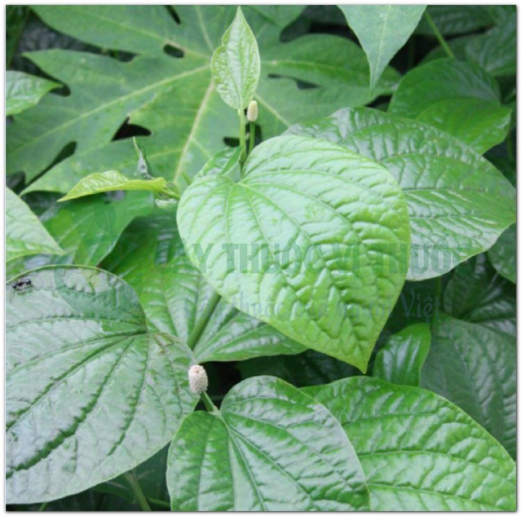 LÁ LỐT (Herba Piperis lolot)