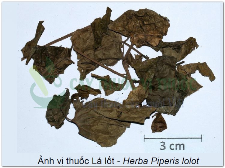 Ảnh vị thuốc Lá lốt - Herba Piperis lolot