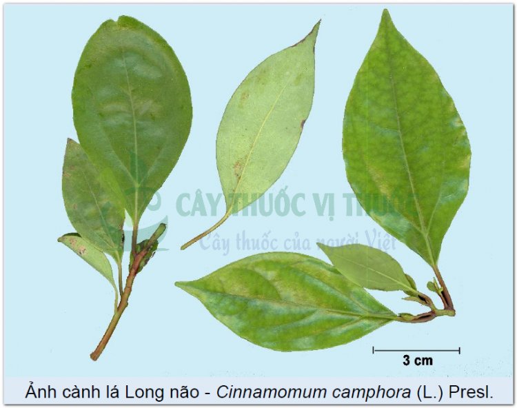 Ảnh cành lá Long não - Cinnamomum camphora (L.) Presl.