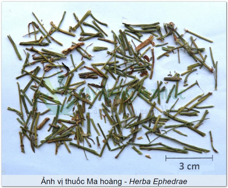 Ảnh vị thuốc Ma hoàng - Herba Ephedrae