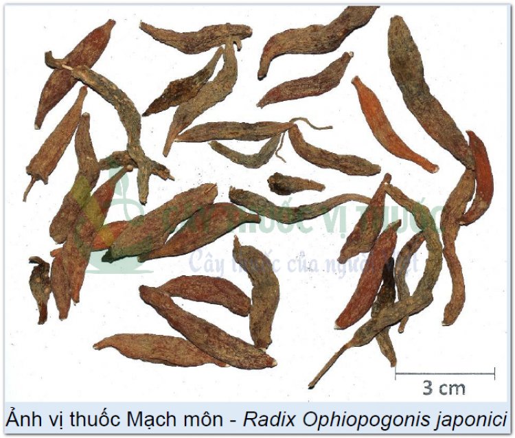 Ảnh vị thuốc Mạch môn - Radix Ophiopogonis japonici