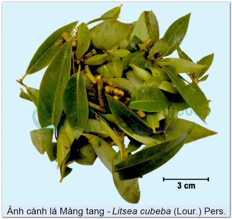 Ảnh cành lá Màng tang - Litsea cubeba (Lour.) Pers.