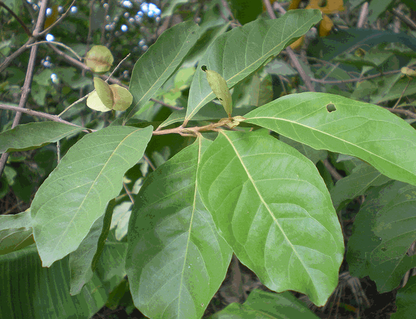 Trâm bầu (Combretum Quadrangulare Kurz)