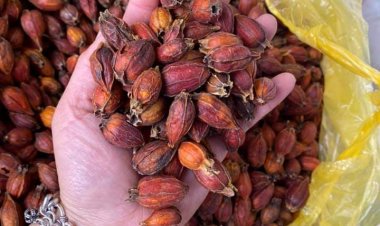 Quả dành dành khô ( chi tử)