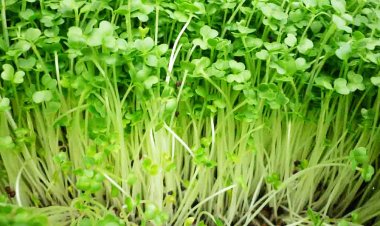 Tác dụng của rau mầm cho sức khỏe