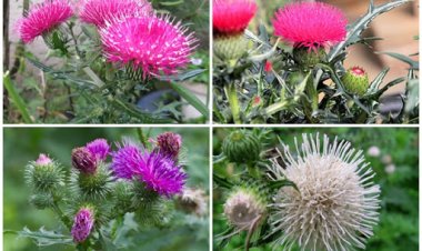 Những cây thuốc, thảo dược quý hỗ trợ điều trị ung thư gan