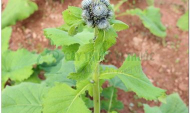 MỘC HƯƠNG (Radix Saussureae lappae)