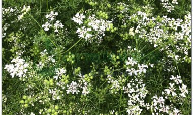 MÙI (Herba Coriandri sativi)